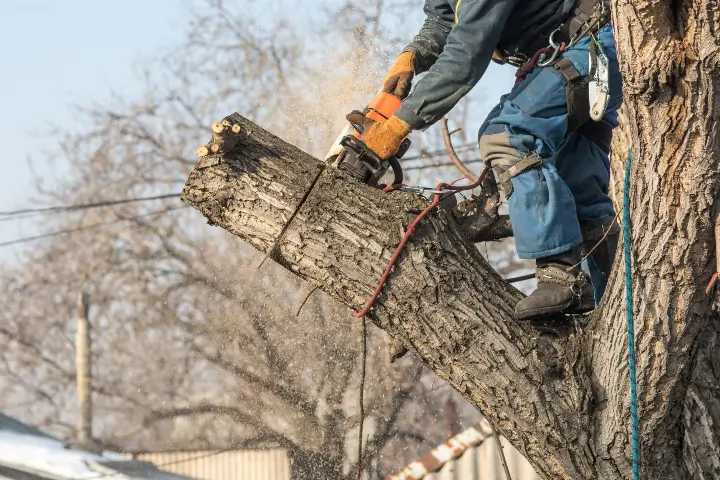 Anderson's Tree Care Specialist worker providing tree services in Santa Clara County CA