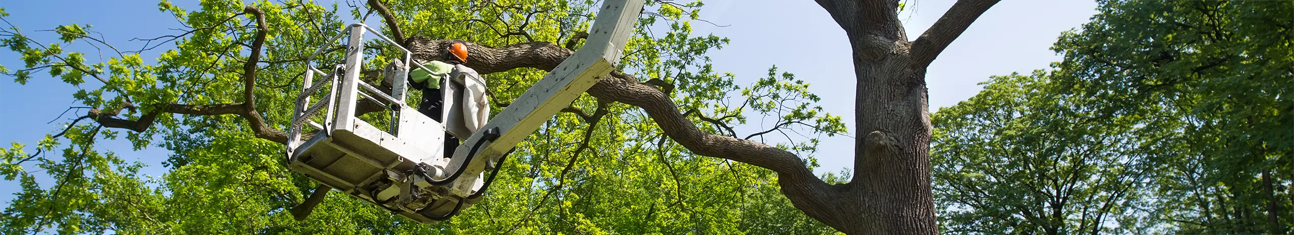 Anderson's Tree Care Specialist working on a tree in Santa Clara County CA