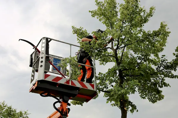 Did you know there’s a right and wrong time to prune your trees? We recommend pruning in the late winter to early spring season. Read more tree pruning tips here and how arborist services can help.