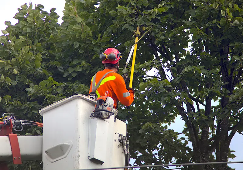 Tree pruning by Anderson's Tree Care: A skilled arborist in safety gear using a pole saw from a bucket truck to trim branches on a leafy tree.