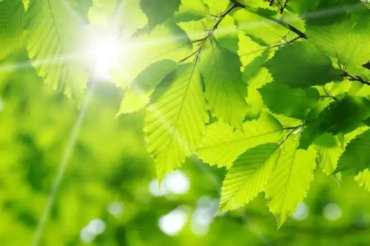 Green leaves on a tree - healthy tree maintenance by Anderson’s Tree Care Specialists