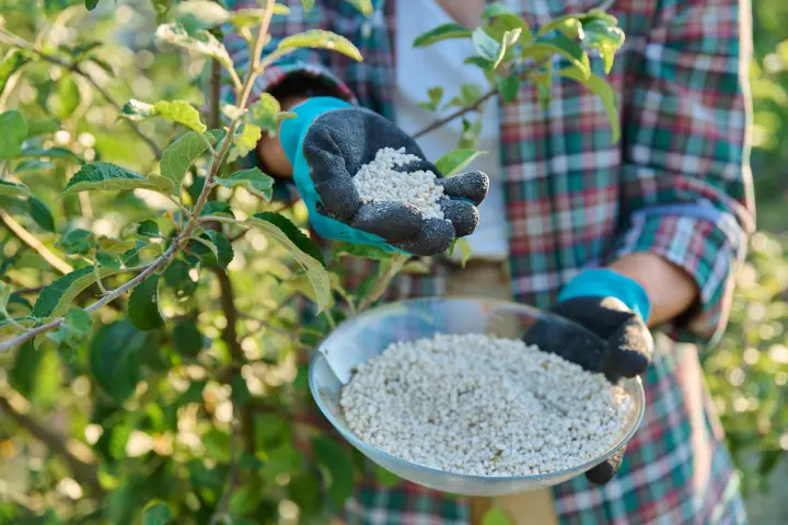 Fertilizing California fruit trees with mineral granulated fertilizers